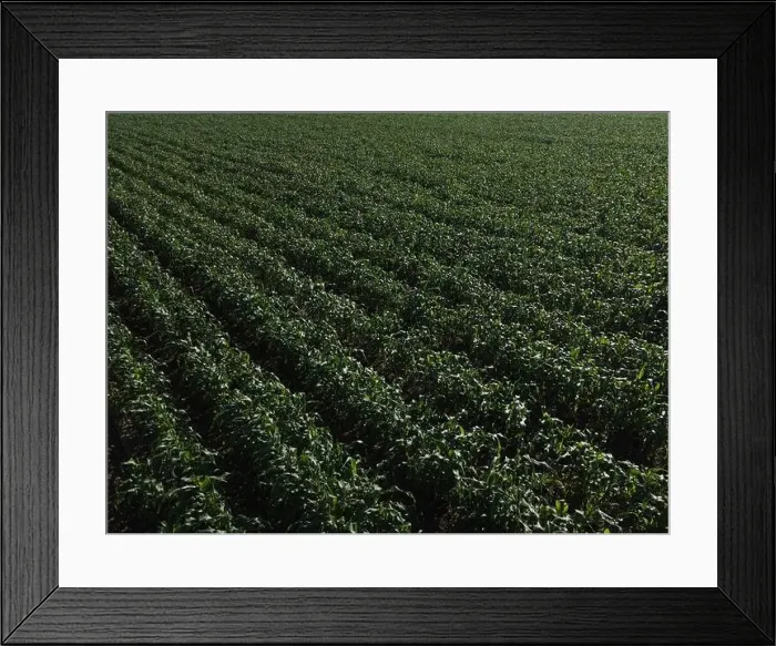 Framed Print : Scenes over a growing cornfield, in West Sussex, UK Framed Print : Scenes over a growing cornfield, in West Sussex, UK