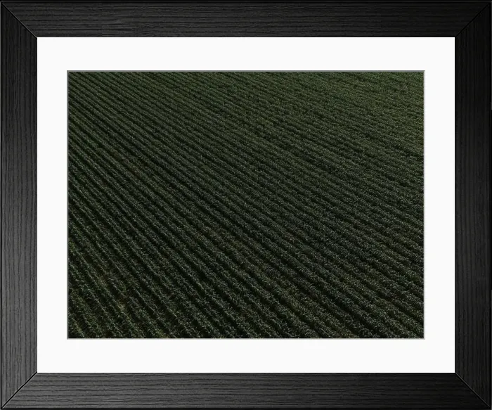 Framed Print : Scenes over a growing cornfield, in West Sussex, UK Framed Print : Scenes over a growing cornfield, in West Sussex, UK
