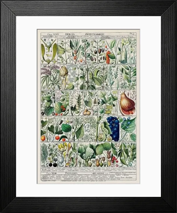 Framed Print : Vintage Botanical illustration Framed Print : Vintage Botanical illustration