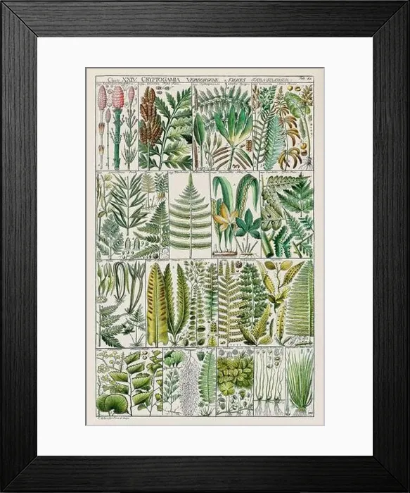 Framed Print : Vintage Botanical illustration Framed Print : Vintage Botanical illustration