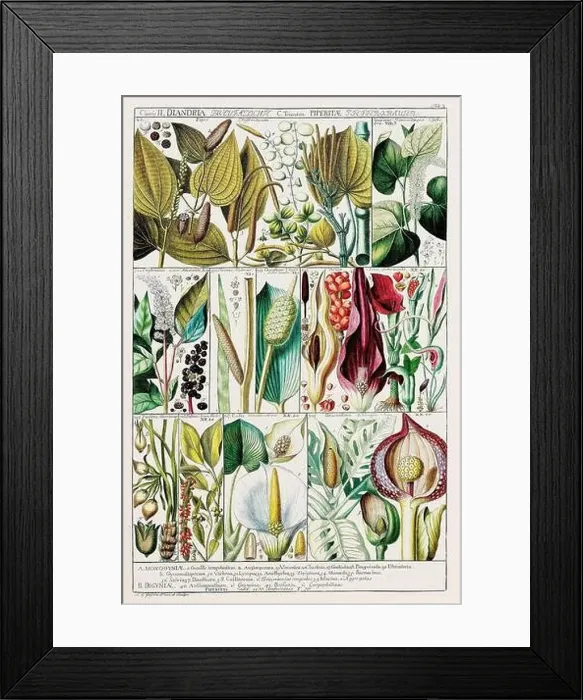 Framed Print : Vintage Botanical illustration Framed Print : Vintage Botanical illustration