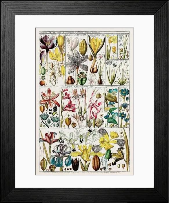 Framed Print : Vintage Botanical illustration Framed Print : Vintage Botanical illustration