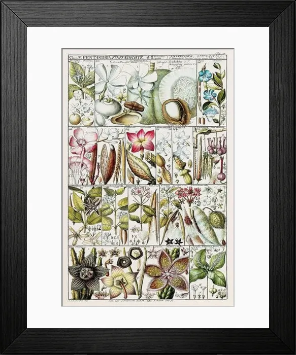 Framed Print : Vintage Botanical illustration Framed Print : Vintage Botanical illustration