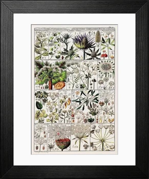 Framed Print : Vintage Botanical illustration Framed Print : Vintage Botanical illustration