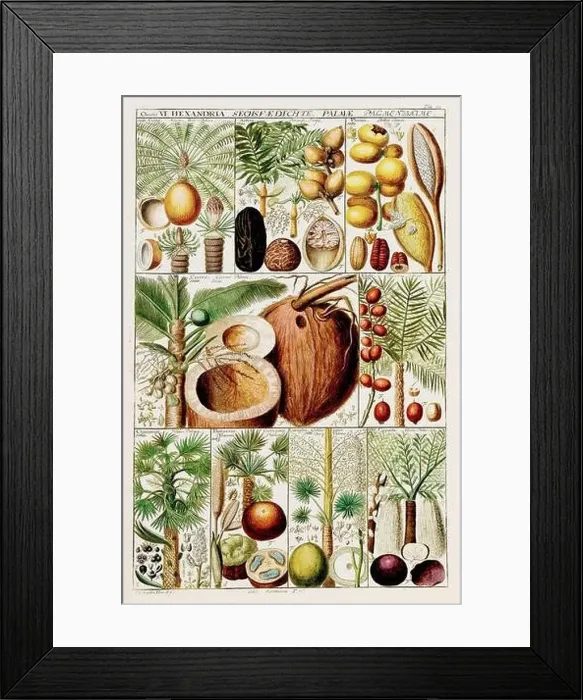 Framed Print : Vintage Botanical illustration Framed Print : Vintage Botanical illustration