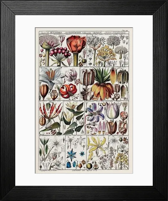 Framed Print : Vintage Botanical illustration Framed Print : Vintage Botanical illustration