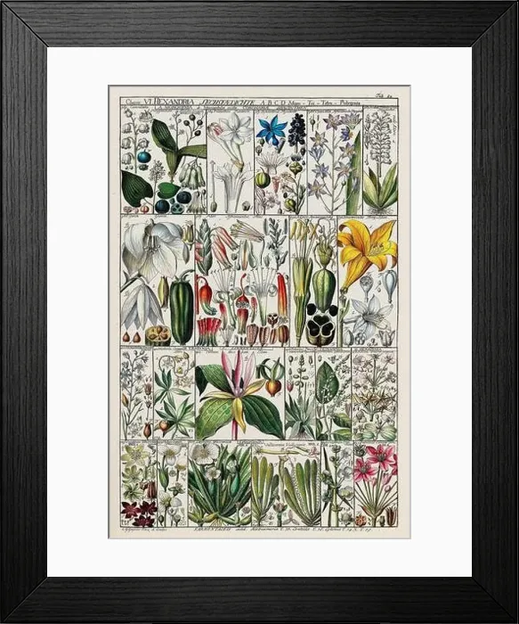 Framed Print : Vintage Botanical illustration Framed Print : Vintage Botanical illustration