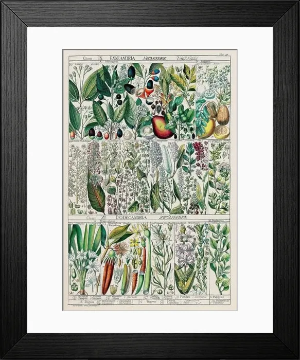 Framed Print : Vintage Botanical illustration Framed Print : Vintage Botanical illustration