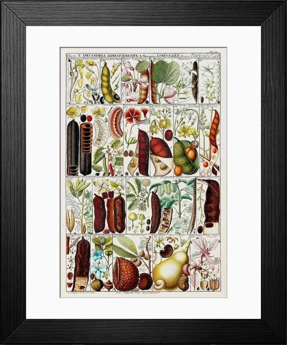 Framed Print : Vintage Botanical illustration Framed Print : Vintage Botanical illustration