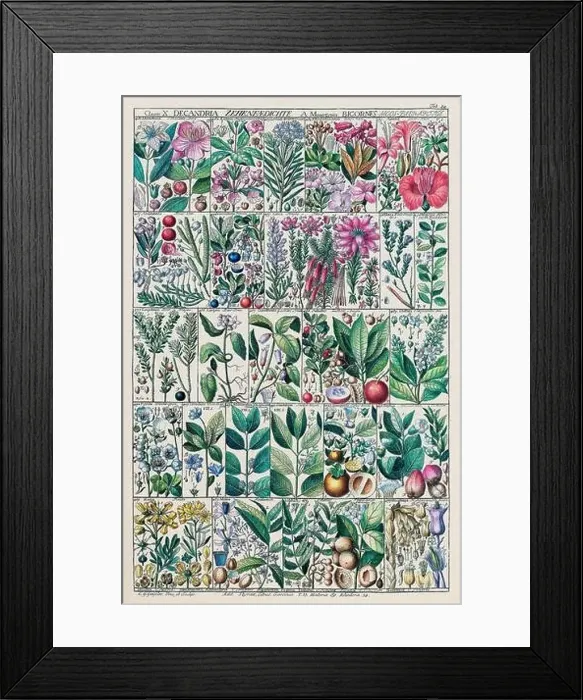 Framed Print : Vintage Botanical illustration Framed Print : Vintage Botanical illustration