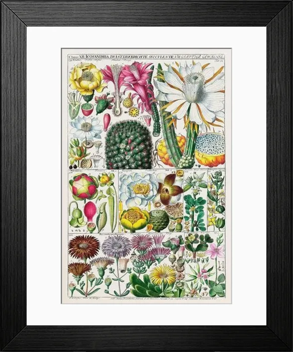 Framed Print : Vintage Botanical illustration Framed Print : Vintage Botanical illustration
