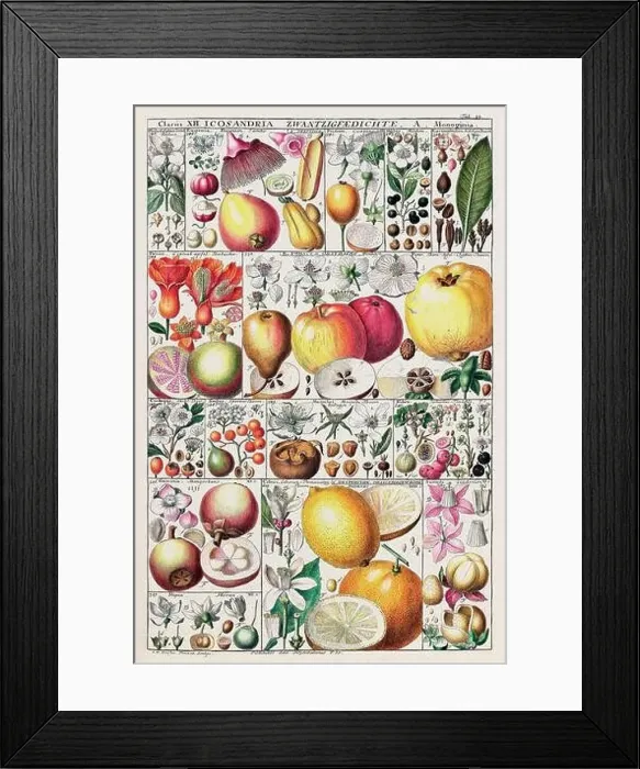 Framed Print : Vintage Botanical illustration Framed Print : Vintage Botanical illustration