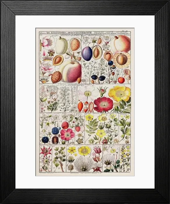 Framed Print : Vintage Botanical illustration Framed Print : Vintage Botanical illustration