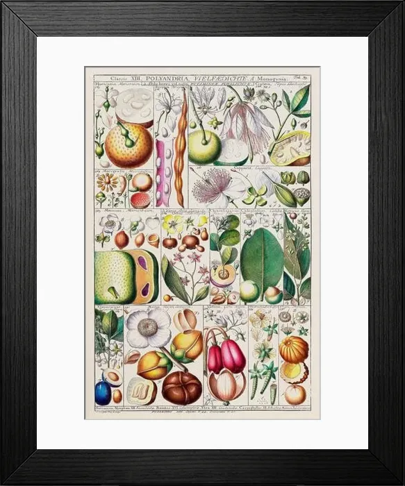 Framed Print : Vintage Botanical illustration Framed Print : Vintage Botanical illustration