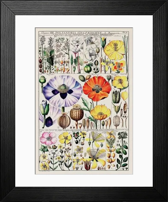 Framed Print : Vintage Botanical illustration Framed Print : Vintage Botanical illustration