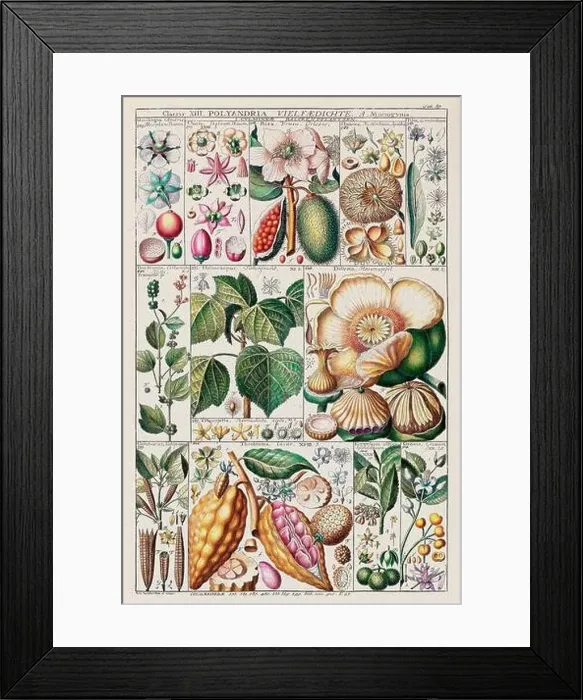 Framed Print : Vintage Botanical illustration Framed Print : Vintage Botanical illustration