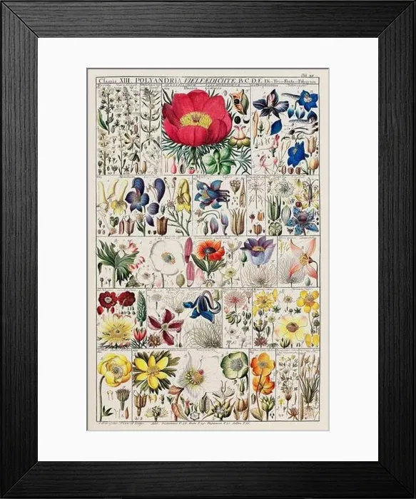 Framed Print : Vintage Botanical illustration Framed Print : Vintage Botanical illustration