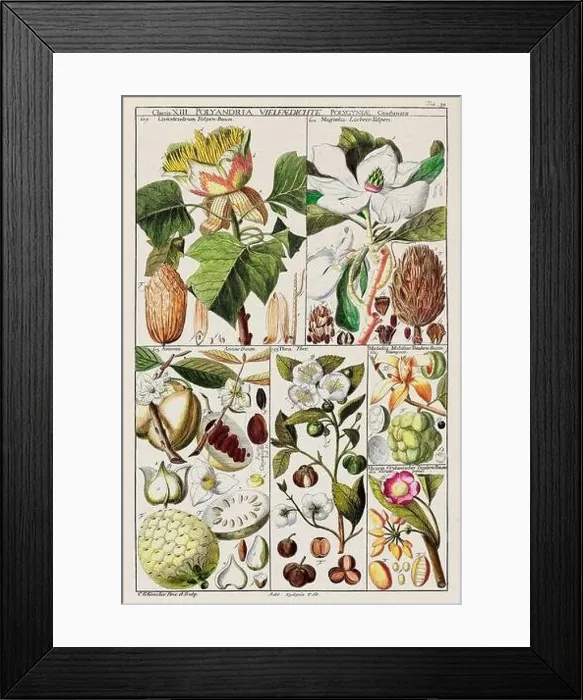 Framed Print : Vintage Botanical illustration Framed Print : Vintage Botanical illustration