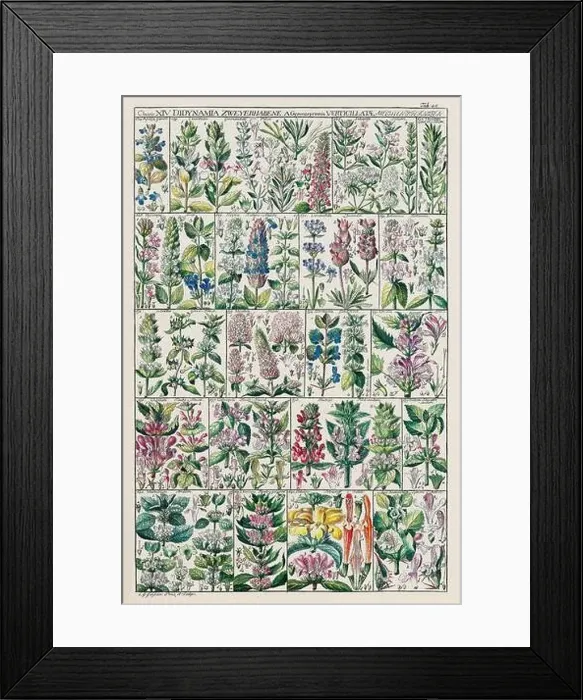 Framed Print : Vintage Botanical illustration Framed Print : Vintage Botanical illustration