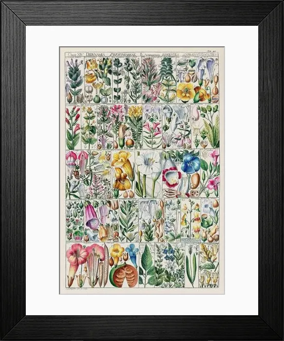 Framed Print : Vintage Botanical illustration Framed Print : Vintage Botanical illustration