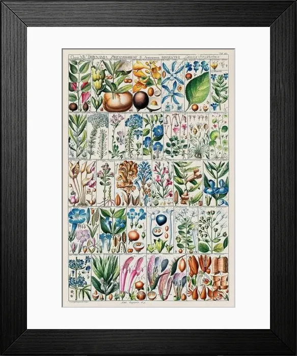 Framed Print : Vintage Botanical illustration Framed Print : Vintage Botanical illustration