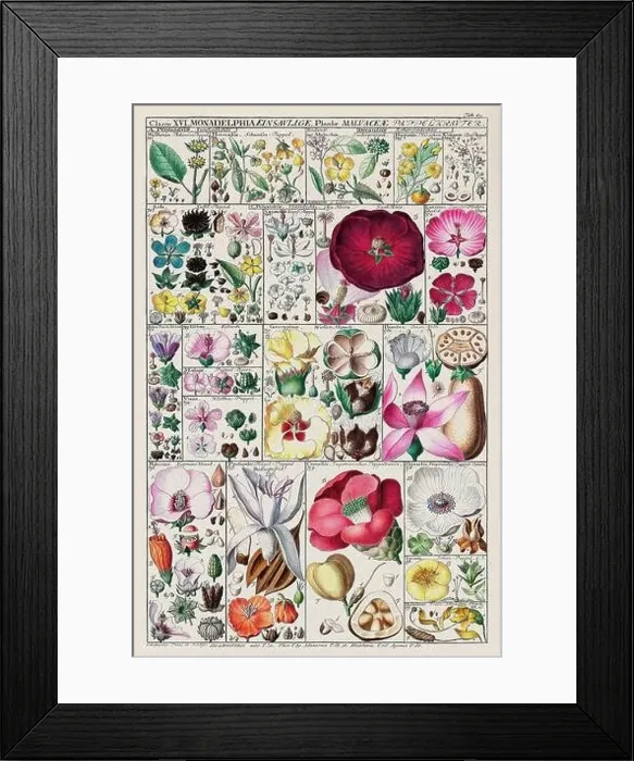 Framed Print : Vintage Botanical illustration Framed Print : Vintage Botanical illustration