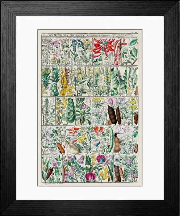 Framed Print : Vintage Botanical illustration Framed Print : Vintage Botanical illustration