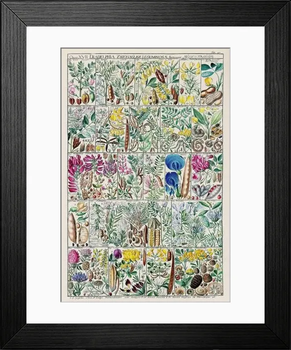 Framed Print : Vintage Botanical illustration Framed Print : Vintage Botanical illustration