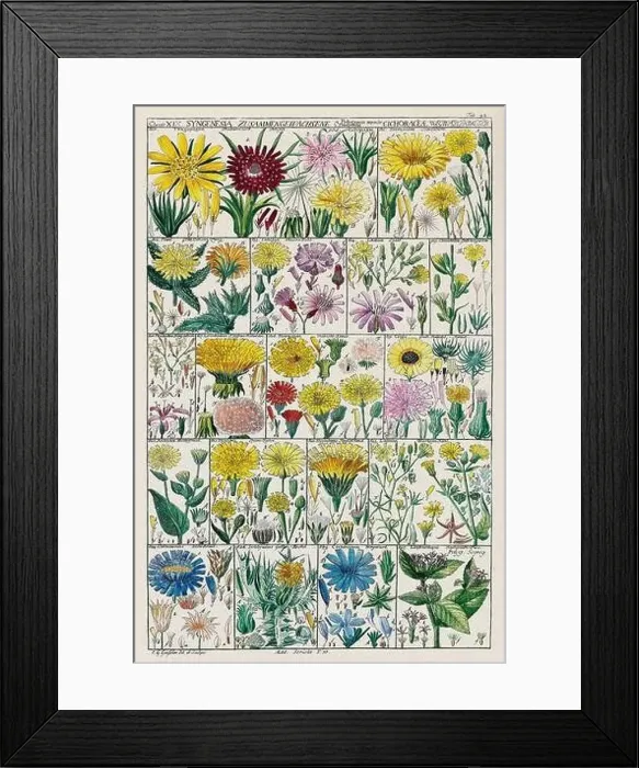 Framed Print : Vintage Botanical illustration Framed Print : Vintage Botanical illustration