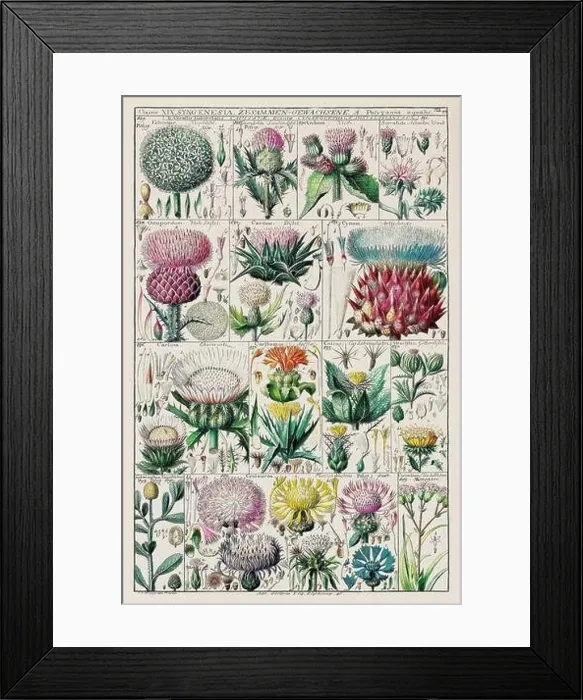 Framed Print : Vintage Botanical illustration Framed Print : Vintage Botanical illustration