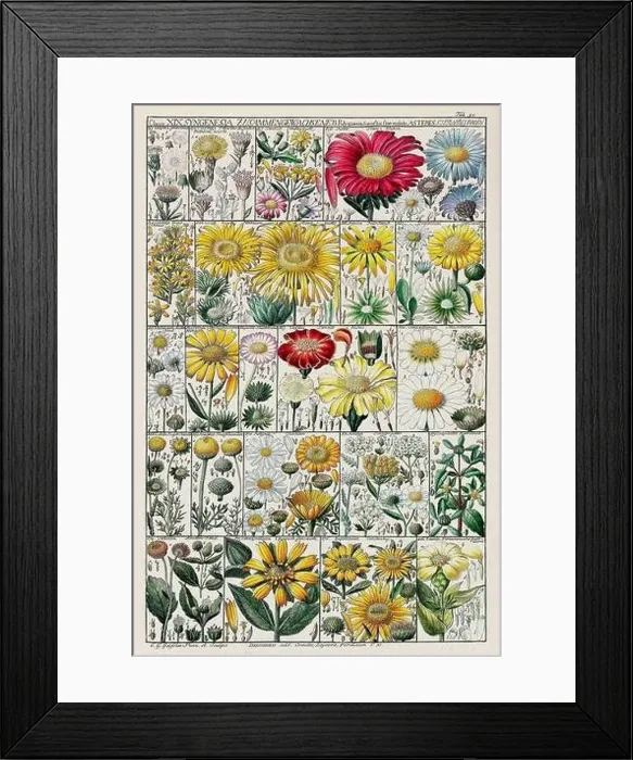 Framed Print : Vintage Botanical illustration Framed Print : Vintage Botanical illustration