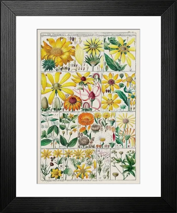 Framed Print : Vintage Botanical illustration Framed Print : Vintage Botanical illustration