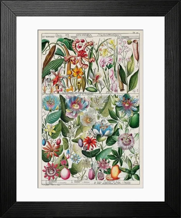 Framed Print : Vintage Botanical illustration Framed Print : Vintage Botanical illustration