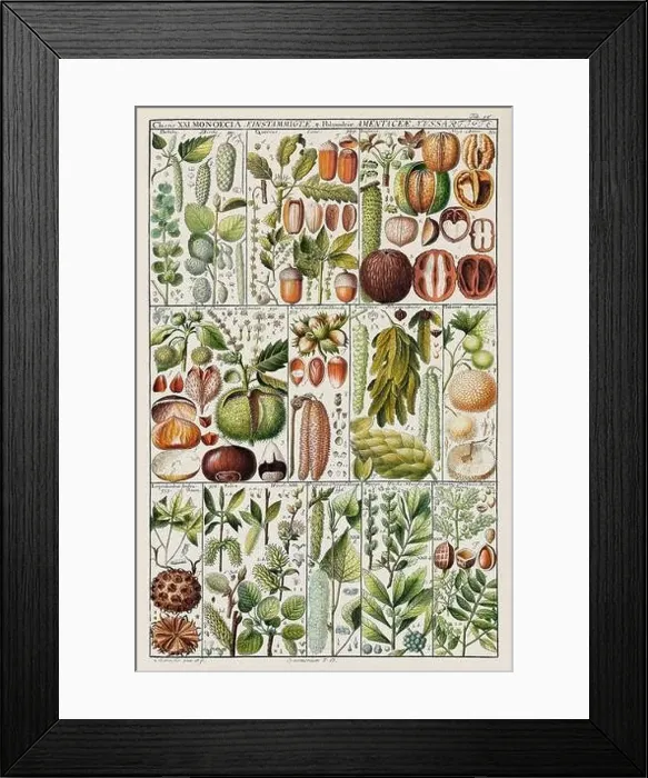 Framed Print : Vintage Botanical illustration