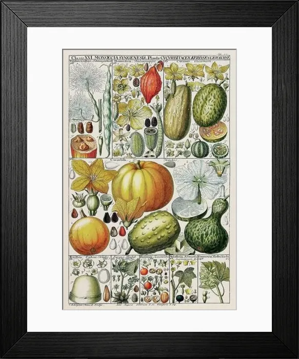 Framed Print : Vintage Botanical illustration Framed Print : Vintage Botanical illustration