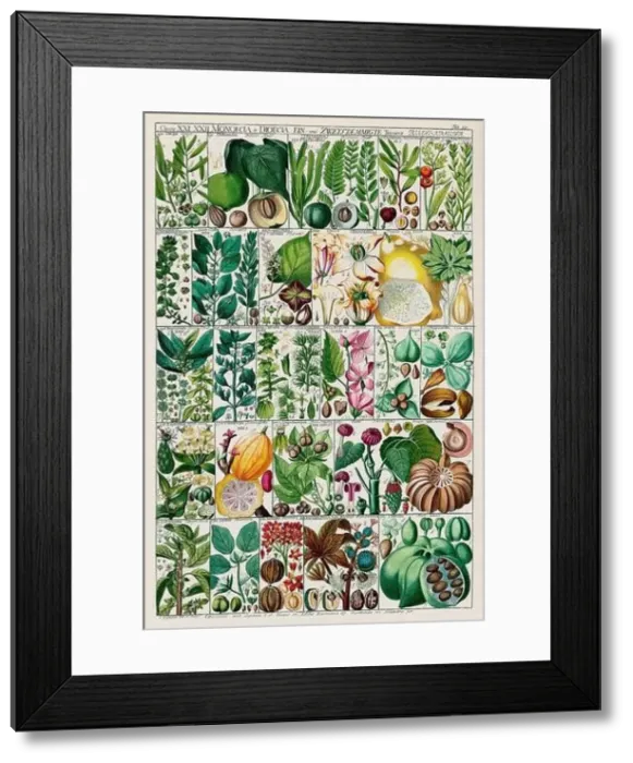 Framed Print : Vintage Botanical illustration Framed Print : Vintage Botanical illustration