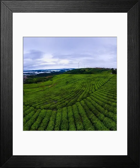 Framed Print : Dawn on tea fields in Da Lat city, Lam Dong province, Vietnam Framed Print : Dawn on tea fields in Da Lat city, Lam Dong province, Vietnam