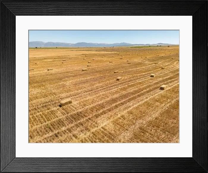 Framed Print : Harvested field with straw bales. Agriculture background with copy space. Summer and autumn harvest concept Framed Print : Harvested field with straw bales. Agriculture background with copy space. Summer and autumn harvest concept