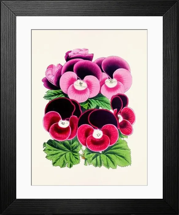 Framed Print : Vintage flower illustration Framed Print : Vintage flower illustration