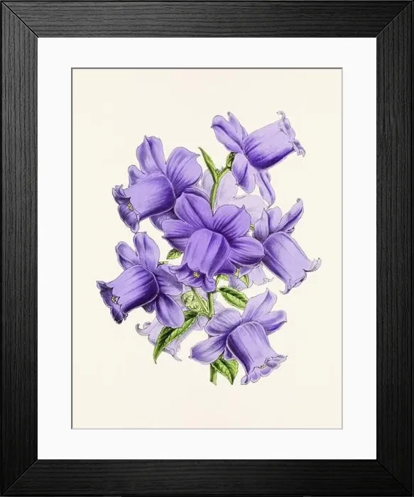 Framed Print : Vintage flower illustration Framed Print : Vintage flower illustration