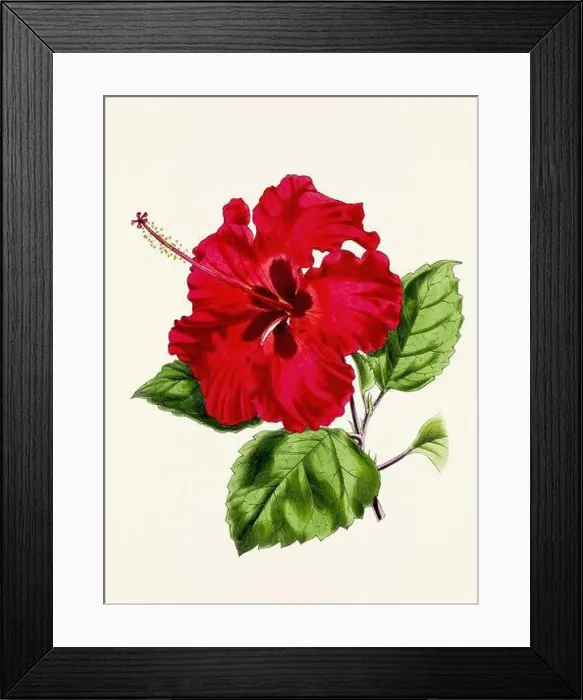Framed Print : Vintage flower illustration Framed Print : Vintage flower illustration