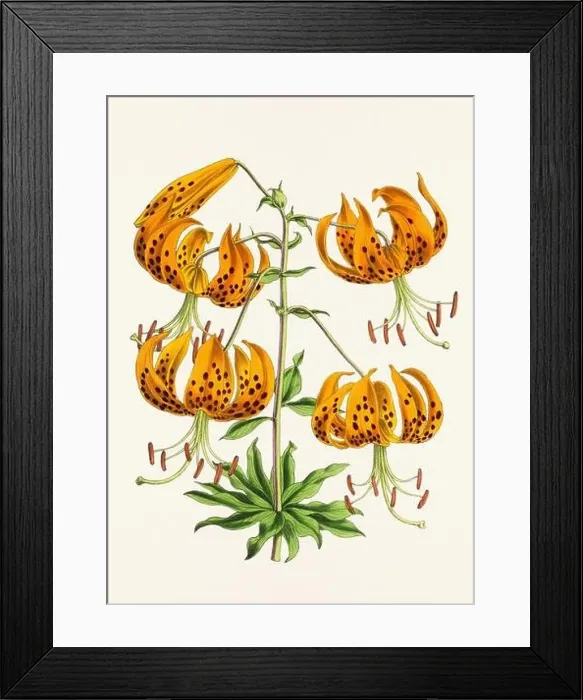 Framed Print : Vintage flower illustration Framed Print : Vintage flower illustration
