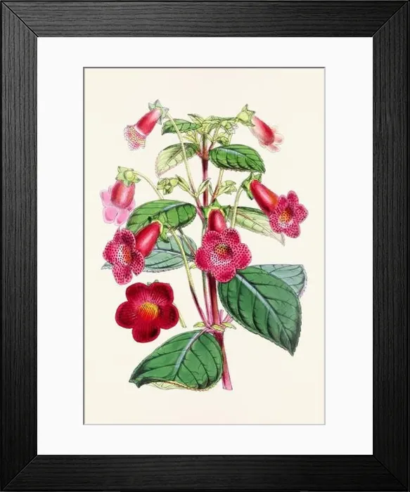 Framed Print : Vintage flower illustration Framed Print : Vintage flower illustration