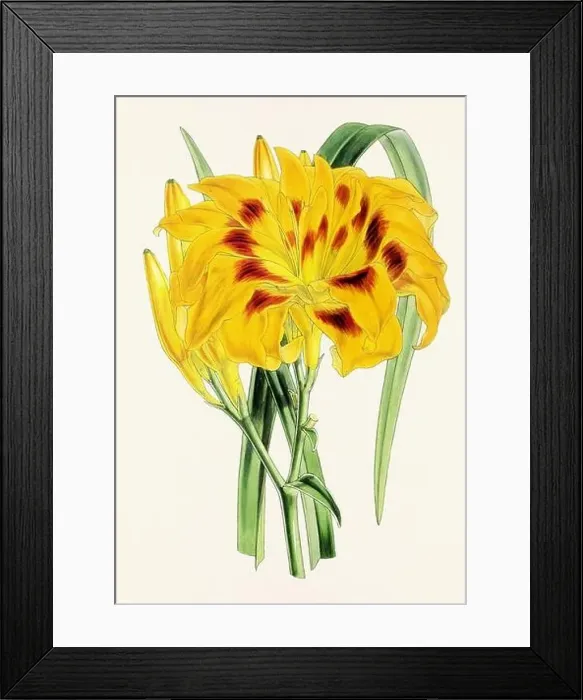 Framed Print : Vintage flower illustration Framed Print : Vintage flower illustration