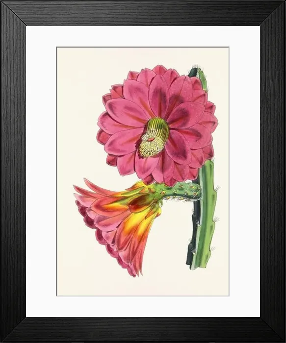 Framed Print : Vintage flower illustration Framed Print : Vintage flower illustration