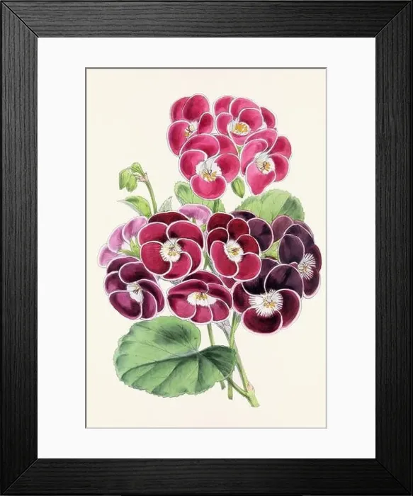 Framed Print : Vintage flower illustration Framed Print : Vintage flower illustration