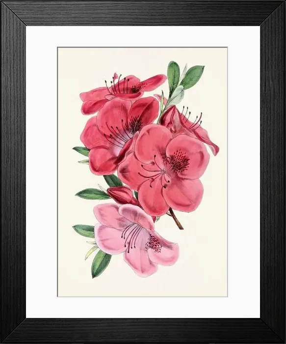 Framed Print : Vintage flower illustration Framed Print : Vintage flower illustration