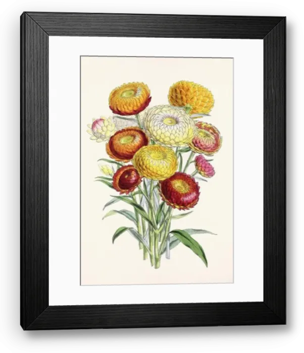Framed Print : Vintage flower illustration Framed Print : Vintage flower illustration
