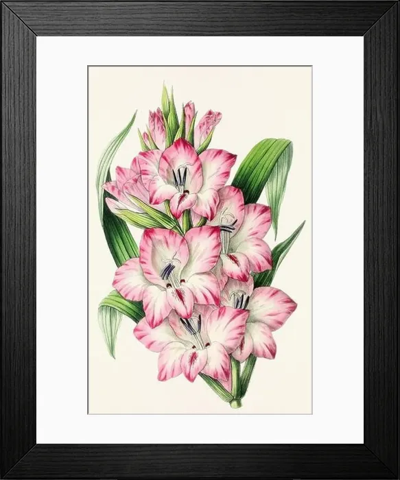Framed Print : Vintage flower illustration Framed Print : Vintage flower illustration