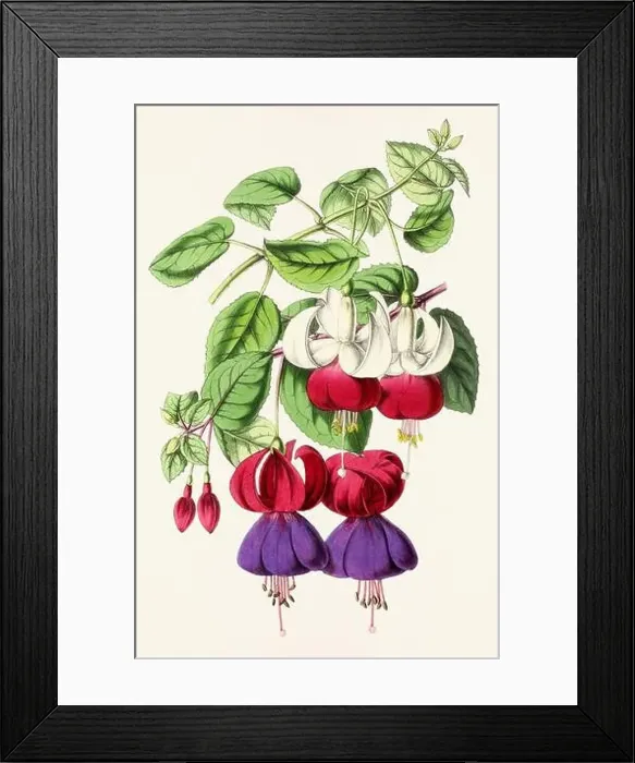 Framed Print : Vintage flower illustration Framed Print : Vintage flower illustration
